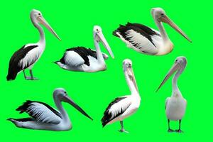 coleção do pelicanos em uma verde fundo foto