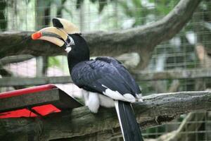 bucerotiformes pássaros dentro a jardim zoológico foto