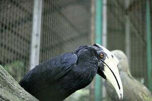 bucerotiformes pássaros dentro a jardim zoológico foto