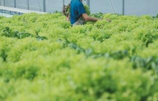 ásia jovem casal agricultor dentro estufa hidropônico segurando cesta do vegetal. elas estão colheita legumes verde salada. foto