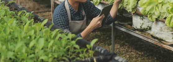 orgânico Fazenda ,trabalhador teste e coletar meio Ambiente dados a partir de bok choy orgânico vegetal às estufa Fazenda jardim. foto