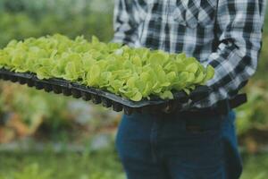 orgânico Fazenda ,trabalhador teste e coletar meio Ambiente dados a partir de bok choy orgânico vegetal às estufa Fazenda jardim. foto