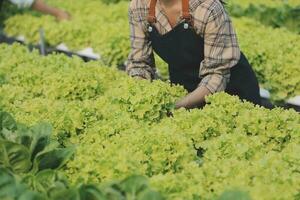 mulher jardineiro inspeciona qualidade do verde carvalho alface dentro estufa jardinagem. fêmea ásia horticultura agricultor cultivar saudável nutrição orgânico salada legumes dentro hidropônico agronegócio Fazenda. foto