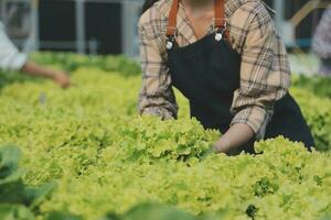 agricultor cultivar saudável nutrição orgânico salada legumes dentro hidropônico agronegócio Fazenda. foto