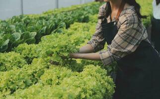 agricultor cultivar saudável nutrição orgânico salada legumes dentro hidropônico agronegócio Fazenda. foto