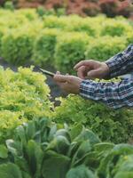 agricultor cultivar saudável nutrição orgânico salada legumes dentro hidropônico agronegócio Fazenda. foto