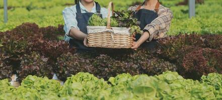 agricultor cultivar saudável nutrição orgânico salada legumes dentro hidropônico agronegócio Fazenda. foto