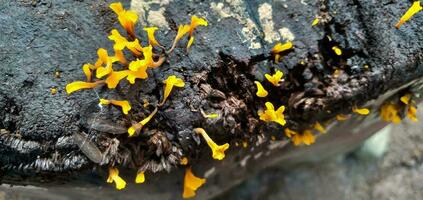 dacriopinax espatularia ou único em forma de espátula geléia cogumelo, amarelo cogumelo, amarelo pequeno cogumelo, geléia fungo espécies este prospera em madeira depois de a chuva. foto