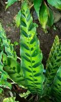 Calathea lancifolia ou cascavel plantar. isto plantar tem verde folhas, pesadamente marcado acima com Sombrio manchas, roxa abaixo. Está nativo para Brasil e usava Como uma planta de casa dentro temperado regiões. foto