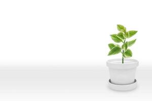 verde plantar em branco Panela vaso, isolado em branco foto