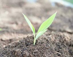 árvore crescendo com a mão, ecodia da terra, salve o mundo, salve a terra, fique verde foto