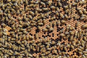 A estrutura abstrata do hexágono é um favo de mel de colmeia preenchida foto