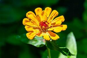 linda flor selvagem crescente zinnia elegans no prado de fundo foto