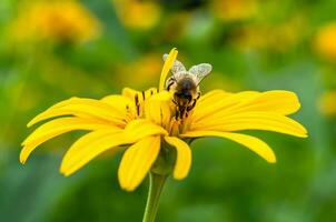 abelha alada linda flor selvagem no prado de folhagem de fundo foto