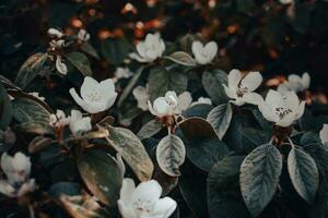 fechar acima maçã Flor flor em árvore conceito foto. foto