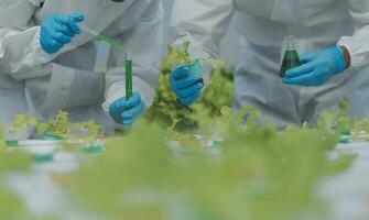 dois ásia agricultores inspecionando a qualidade do orgânico legumes crescido usando hidroponia. foto
