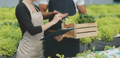 jovem ásia mulher e Senior homem agricultor trabalhando juntos dentro orgânico hidropônico salada vegetal Fazenda. moderno vegetal jardim proprietário usando digital tábua inspecionar qualidade do alface dentro estufa jardim. foto