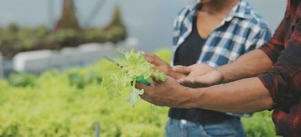 jovem ásia mulher e Senior homem agricultor trabalhando juntos dentro orgânico hidropônico salada vegetal Fazenda. moderno vegetal jardim proprietário usando digital tábua inspecionar qualidade do alface dentro estufa jardim. foto