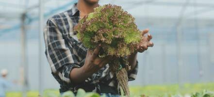 jovem ásia mulher e Senior homem agricultor trabalhando juntos dentro orgânico hidropônico salada vegetal Fazenda. moderno vegetal jardim proprietário usando digital tábua inspecionar qualidade do alface dentro estufa jardim. foto