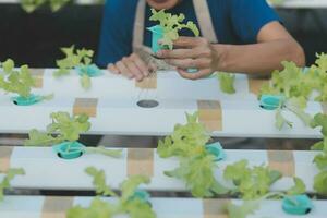 orgânico Fazenda ,trabalhador teste e coletar meio Ambiente dados a partir de bok choy orgânico vegetal às estufa Fazenda jardim. foto