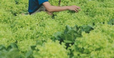 orgânico Fazenda ,trabalhador teste e coletar meio Ambiente dados a partir de bok choy orgânico vegetal às estufa Fazenda jardim. foto