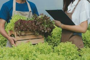 orgânico Fazenda ,trabalhador teste e coletar meio Ambiente dados a partir de bok choy orgânico vegetal às estufa Fazenda jardim. foto