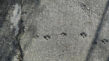 pegadas de cachorro no fundo do chão de cimento cinza foto