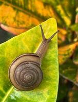 Caracol rastejando em uma verde folha dentro a jardim, fechar-se com borrão fundos para apresentações e decks em formação gráficos, impressões disposição cobertura livros, revista Páginas, anúncio, Publicidades campanha foto