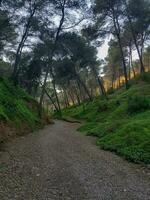 levar uma caminhada em uma natural trilha para encontrar a imaculado beleza do a solo paredes debaixo a pinho árvores foto