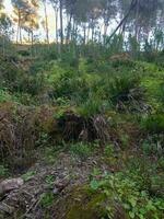 selvagem Palma árvores dentro seus natural arredores foto