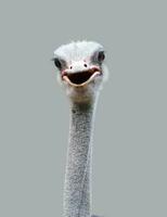 avestruz cabeça isolado foto