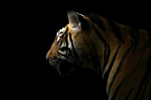 tigre de bengala no escuro foto