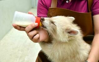 funcionário do zoológico alimentando bebê albino guaxinim foto