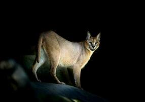 caracal em pé em Rocha foto