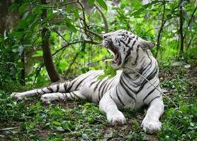 fêmea branco Bengala tigre foto