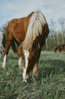 lindo cavalo dentro a campo natureza mamíferos panorama foto