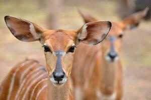 close-up da cabeça feminina nyala foto