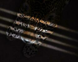 jaguar dentro a Sombrio foto