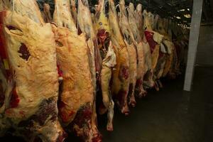 armazenamento do frio carne dentro carne Produção. carne indústria ou fábrica. foto