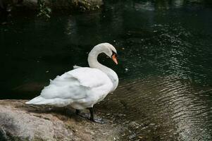 uma branco cisne em a costa do uma lago ou lagoa dentro uma selvagem natural habitat. foto