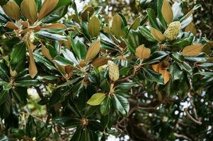 galhos do a magnólia grandiflora árvore com frutas em a céu fundo, seletivo foco foto