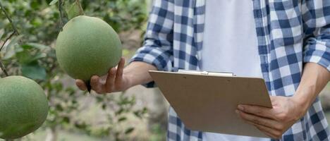 orgânico agricultura, fruta Fazenda. agricultores verificar novamente qualidade registro em dados em lista de controle. pomelo crescer naturalmente, ecológico biológico, saudável, tecnologia, não tóxico, colheita, científico , acadêmico foto