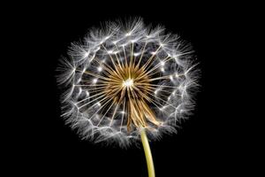 estoque foto do dente de leão taraxacum sementes isolado Preto fundo fotografia gerado ai