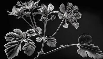 Preto e branco monocromático fechar acima do natureza beleza gerado de ai foto