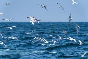 gaivotas voando por cima antes de a baleia bruda se alimentar de uma grande variedade de peixes no golfo da Tailândia foto