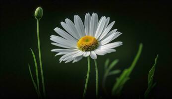 beleza exibido dentro uma solteiro margarida , generativo ai foto