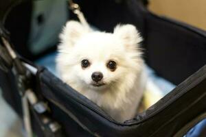 fechar acima adorável branco pomerânia cachorro olhando acima com fofa face dentro a cachorro carrinho dentro animal expo corredor foto