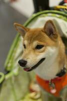 fechar acima adorável branco Castanho Shiba inu cachorro olhando acima com fofa face dentro a cachorro carrinho dentro animal expo corredor foto