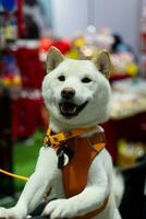 fechar acima adorável branco Castanho Shiba inu cachorro olhando acima com fofa face dentro a cachorro carrinho dentro animal expo corredor foto