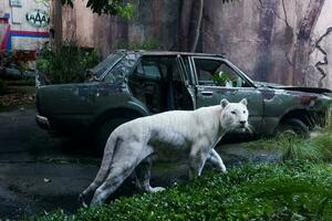 batu, Indonésia - pode 22, 2023. seletivo foco do a branco tigre caminhando por aí a carro dentro a tarde. ótimo para educando crianças sobre selvagem animais. foto